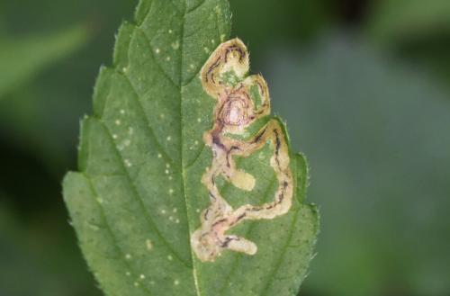 Liriomyza eupatorii